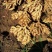 贵州贞丰大棚种植生姜