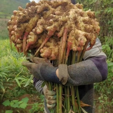 贵州贞丰大棚种植生姜