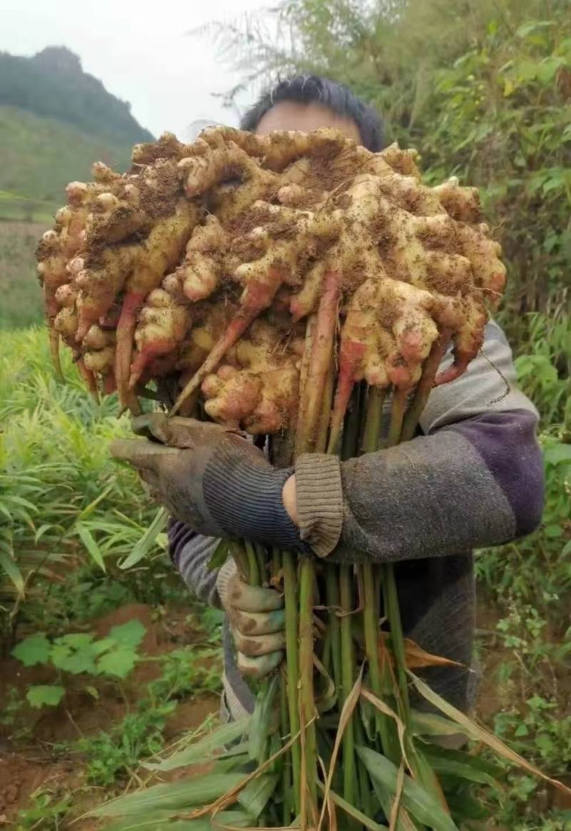贵州贞丰大棚种植生姜