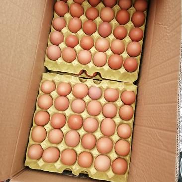 湖北孝感鸡场直接产的新鲜土鸡蛋量大从优基地直供可批发