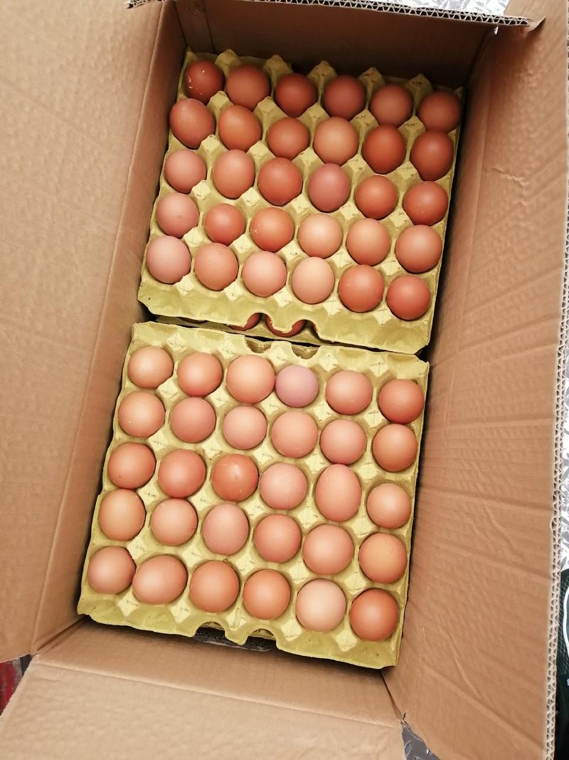 湖北孝感鸡场直接产的新鲜土鸡蛋量大从优基地直供可批发