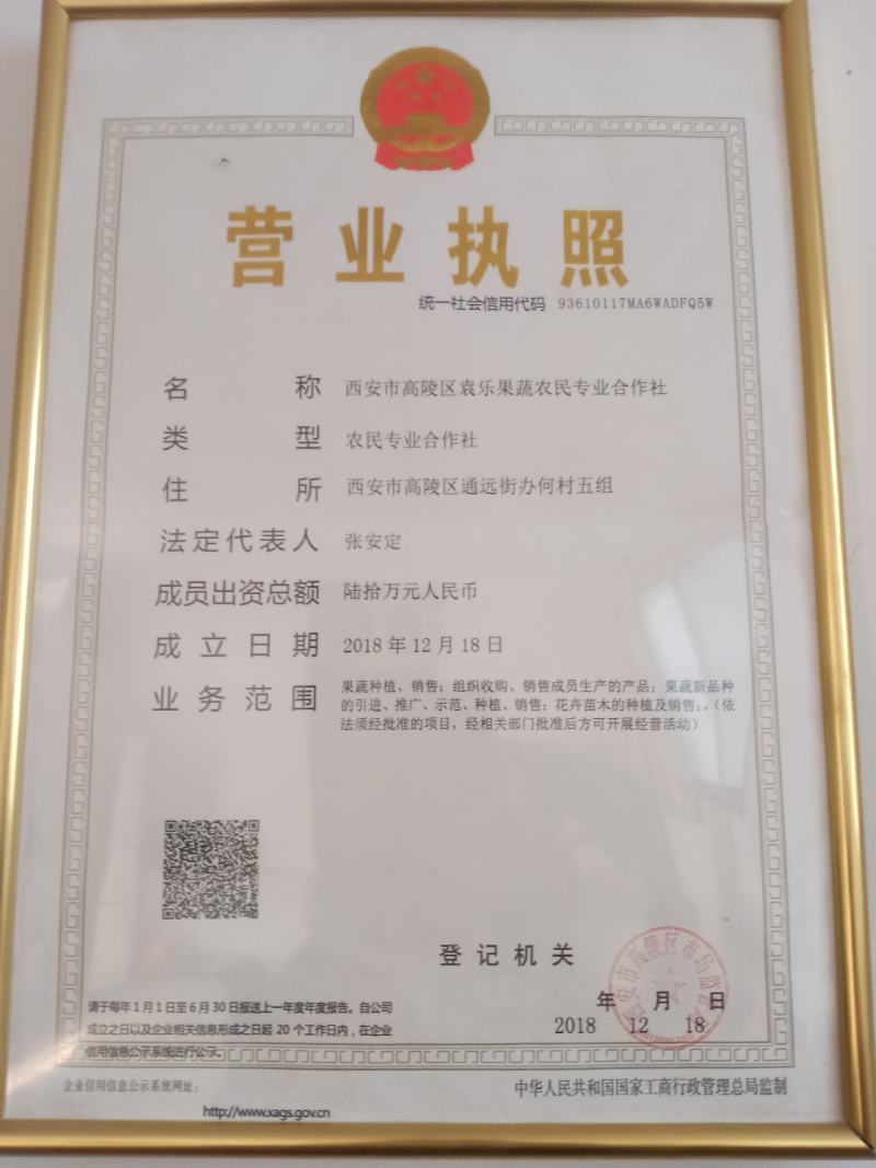 高陵温室大棚芹莱大量上市.欢迎各位老板订购！
