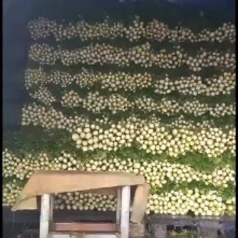 高陵温室大棚芹莱大量上市.欢迎各位老板订购！