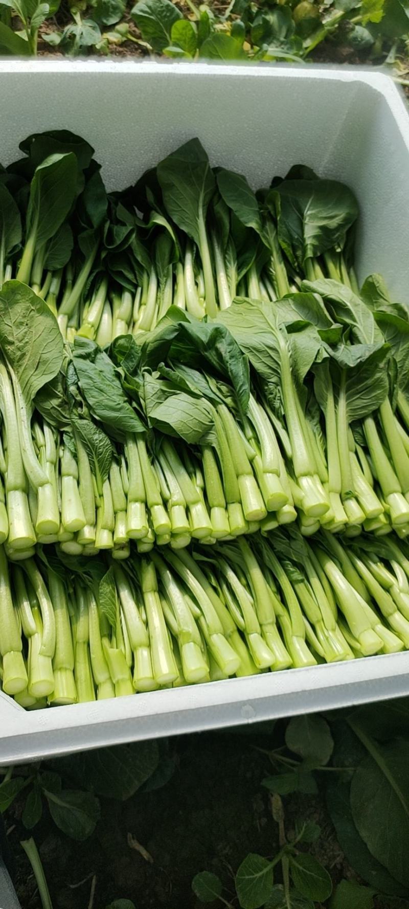 推荐菜台广东油菜芯产地直供量大从优供全国电商超市