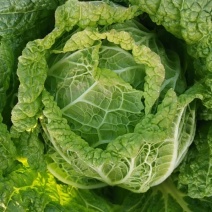 娃娃菜本地娃娃菜大娃娃菜高山冷凉蔬菜精品娃娃菜