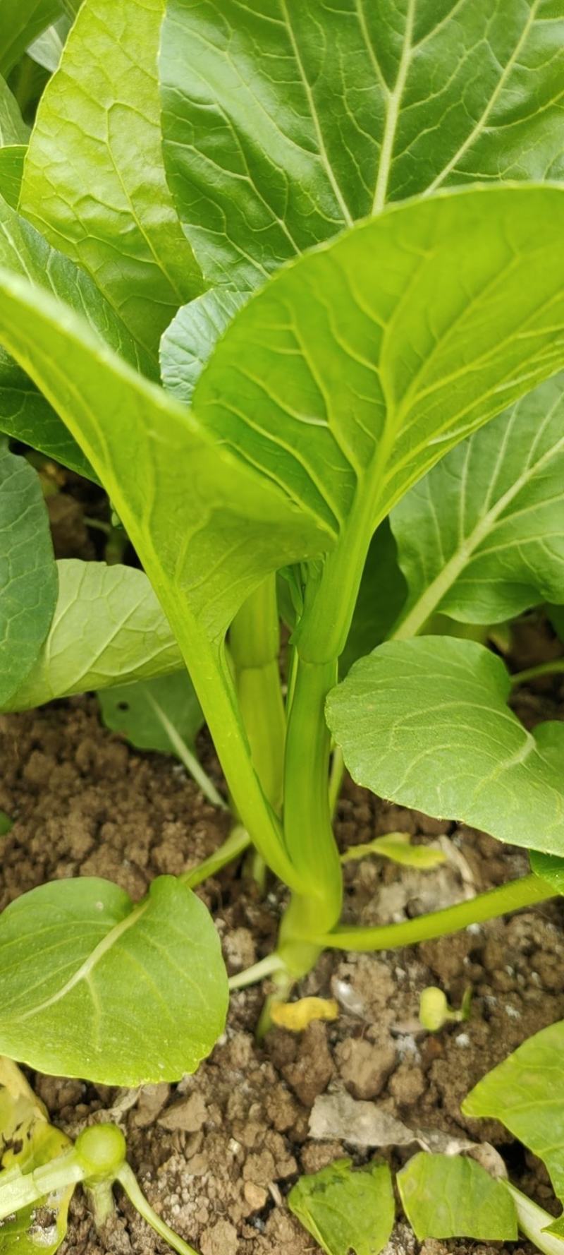 推荐菜台广东油菜芯产地直供量大从优供全国电商超市