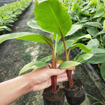香蕉苗红香蕉苗品种包纯正包邮可盆栽地栽
