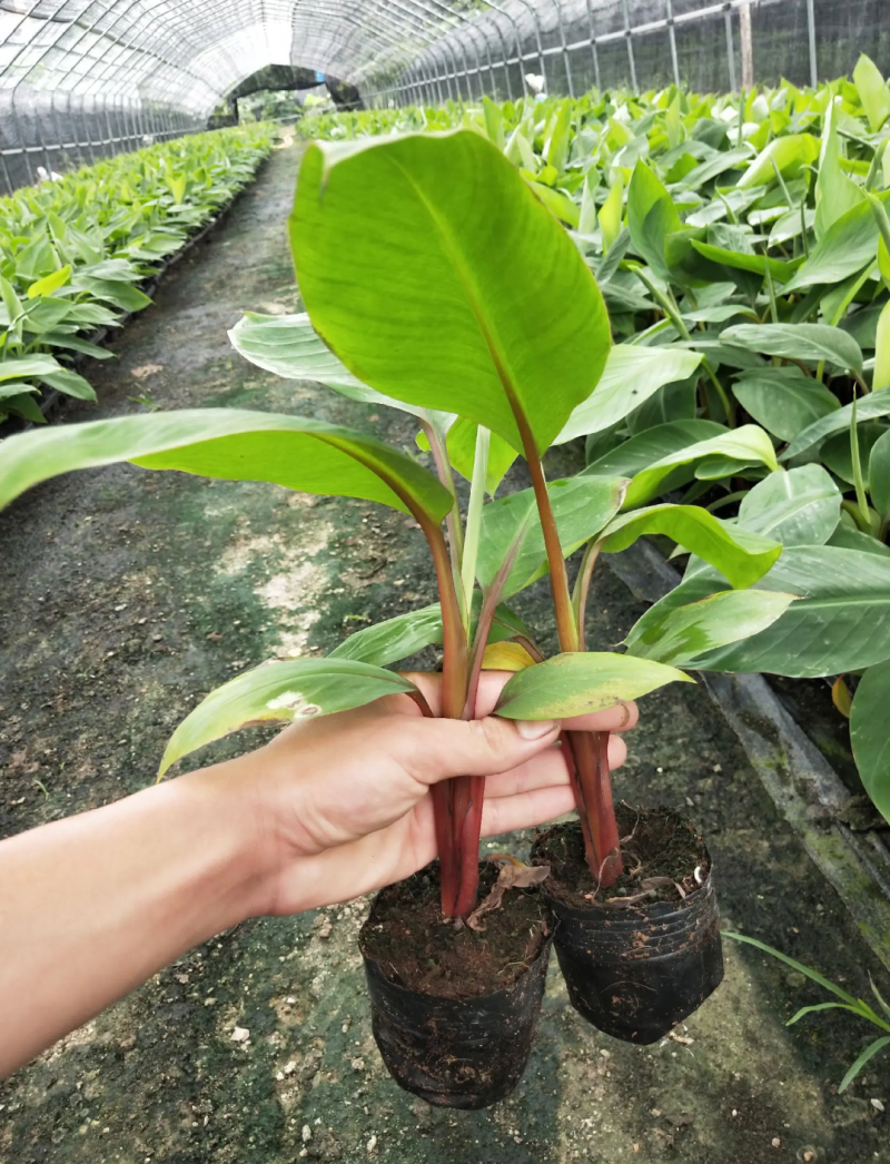 香蕉苗红香蕉苗品种包纯正包邮可盆栽地栽