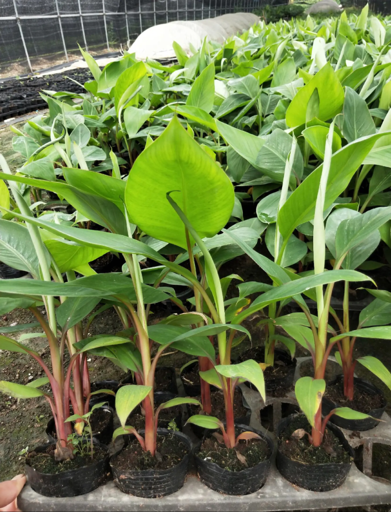 香蕉苗红香蕉苗品种包纯正包邮可盆栽地栽