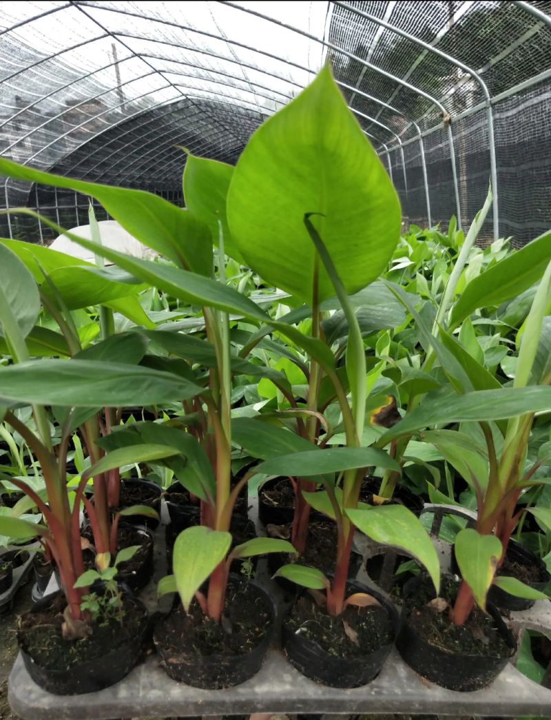 香蕉苗红香蕉苗品种包纯正包邮可盆栽地栽