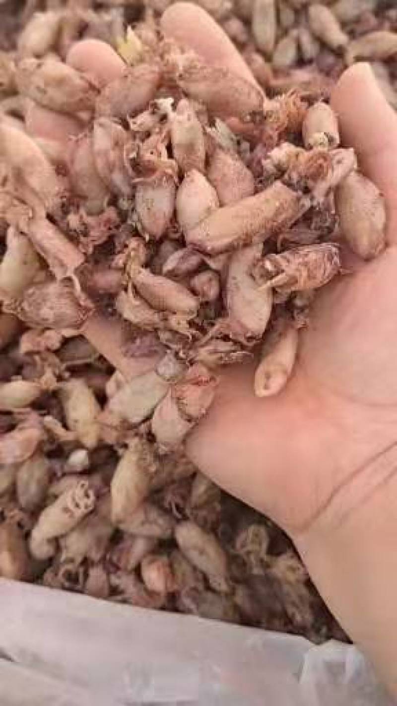 海兔可即食！可以当食材！大量现货