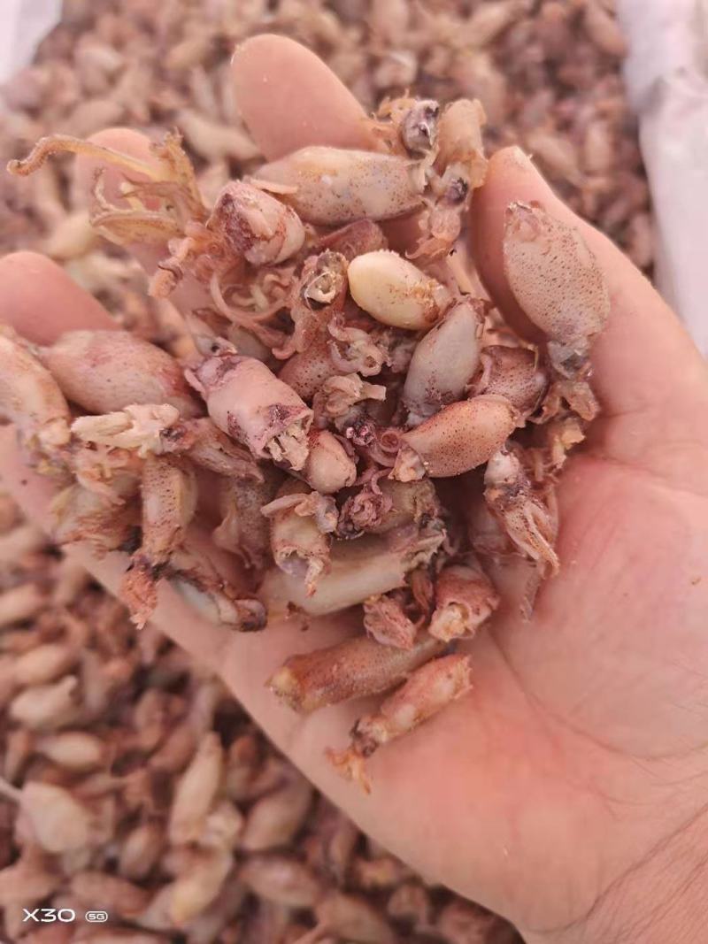 海兔可即食！可以当食材！大量现货