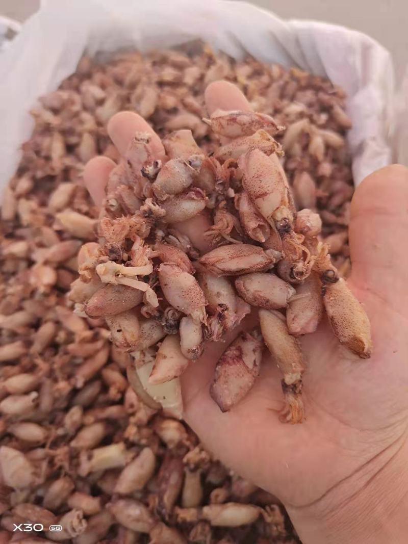 海兔可即食！可以当食材！大量现货