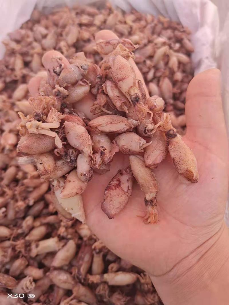 海兔可即食！可以当食材！大量现货
