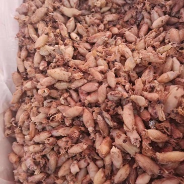 海兔可即食！可以当食材！大量现货