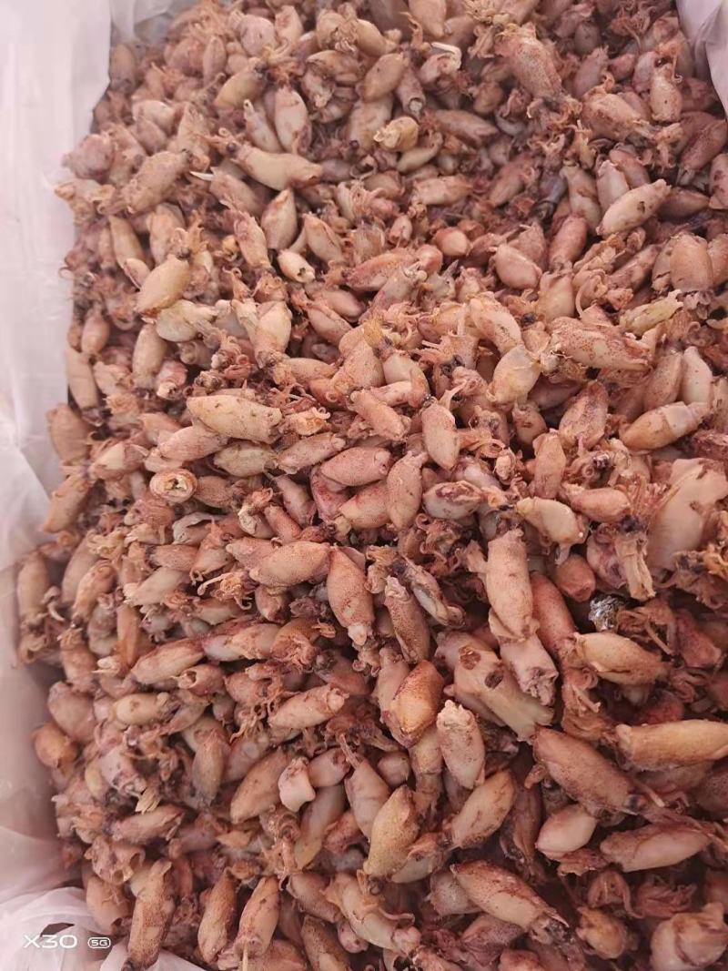 海兔可即食！可以当食材！大量现货