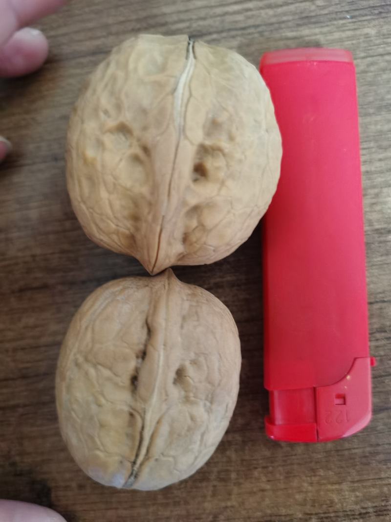 2020年新货新疆薄皮核桃中果大果颗粒饱满味道好现货秒发