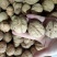 2020年新货新疆薄皮核桃中果大果颗粒饱满味道好现货秒发