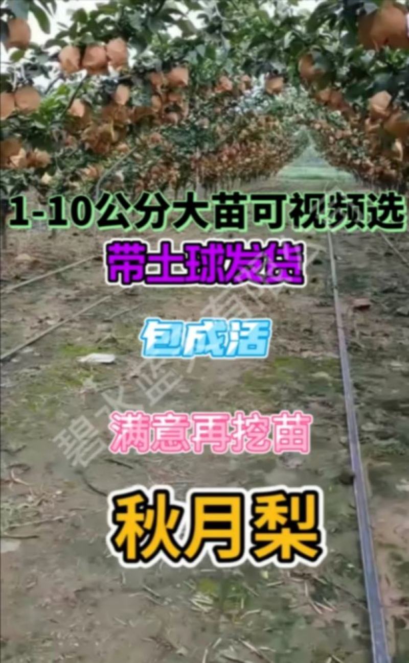 秋月梨树苗香水梨苗产量高个体特大核小成熟晚