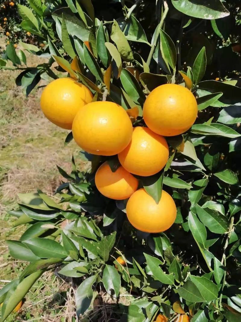 湖南麻阳冰糖橙（一件代发社团正级小果）品质保证