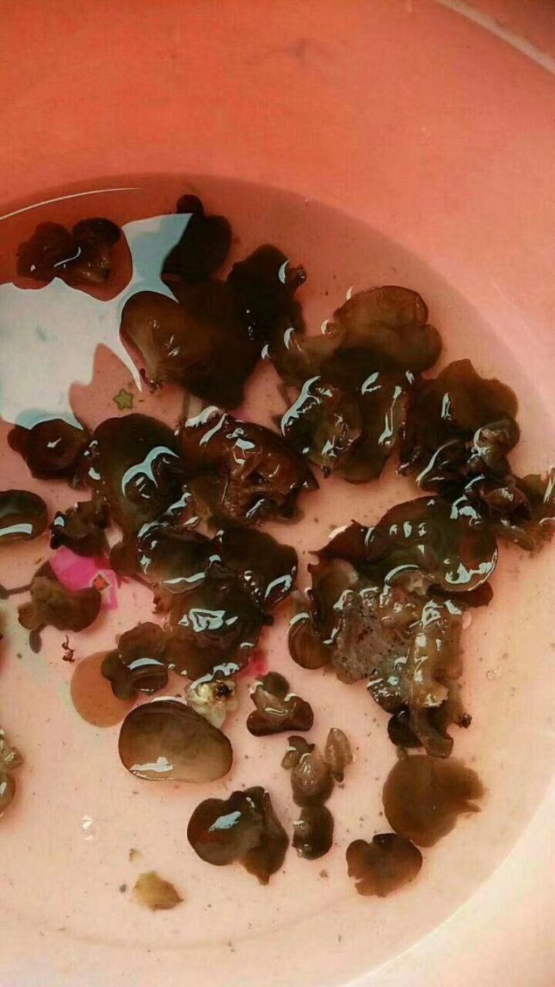 云南楚雄双柏哀牢山原始森林老家产地货源大量批发