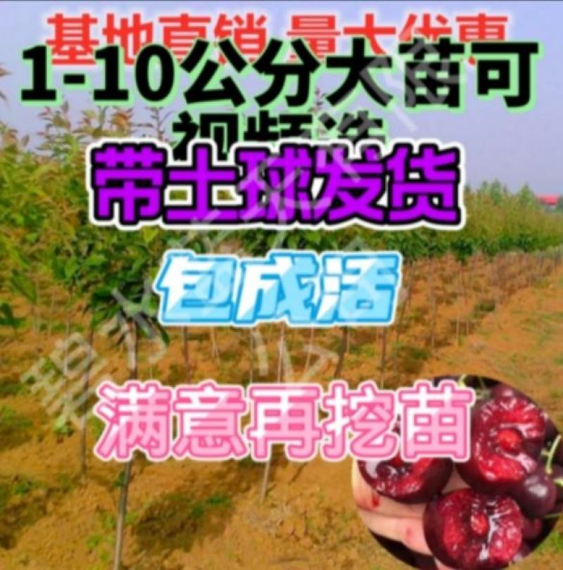 矮化车厘子樱桃苗辉煌1-5齐早美早俄罗斯8号吉塞拉根系