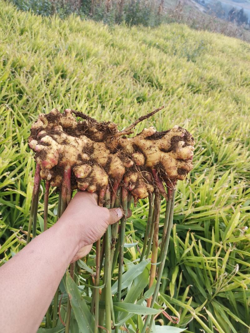 云南山地小黄姜土姜.口味重.辣味足姜丝密级放心购买