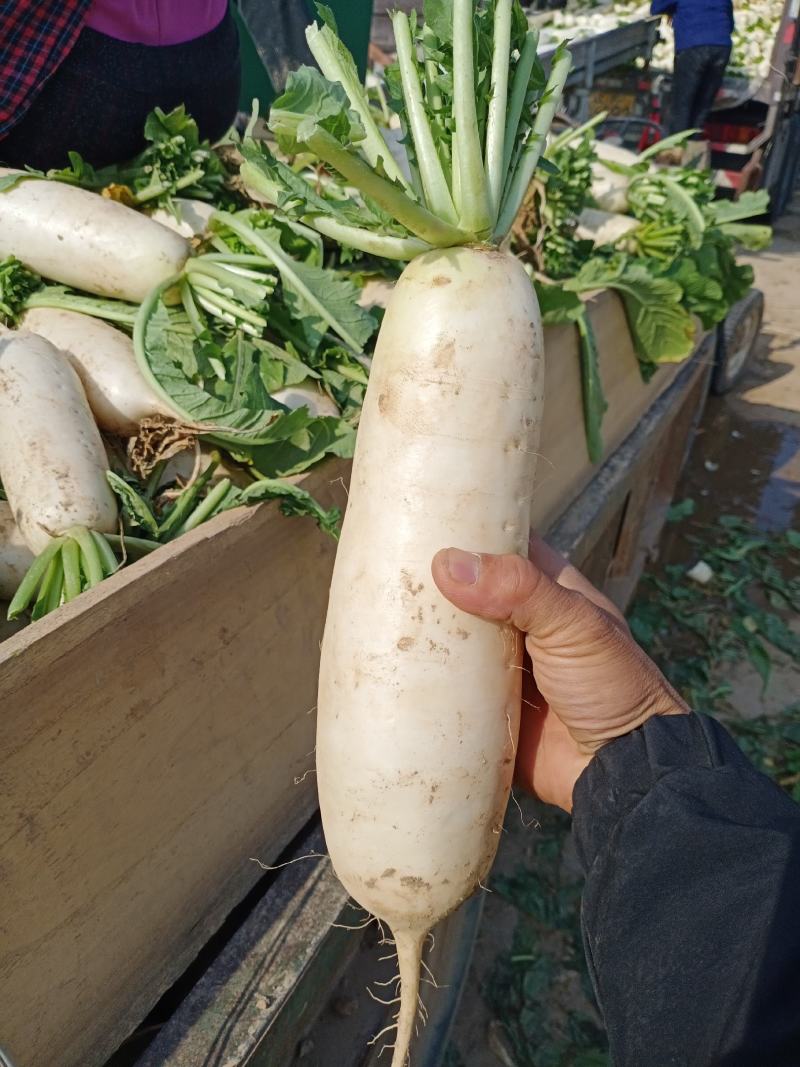 白萝卜象牙白大量有货质量好可水洗精包装，