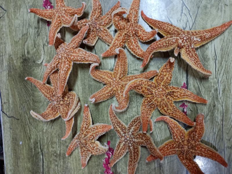 北海特色袋装海宝10味药材泡酒料批发量大从优