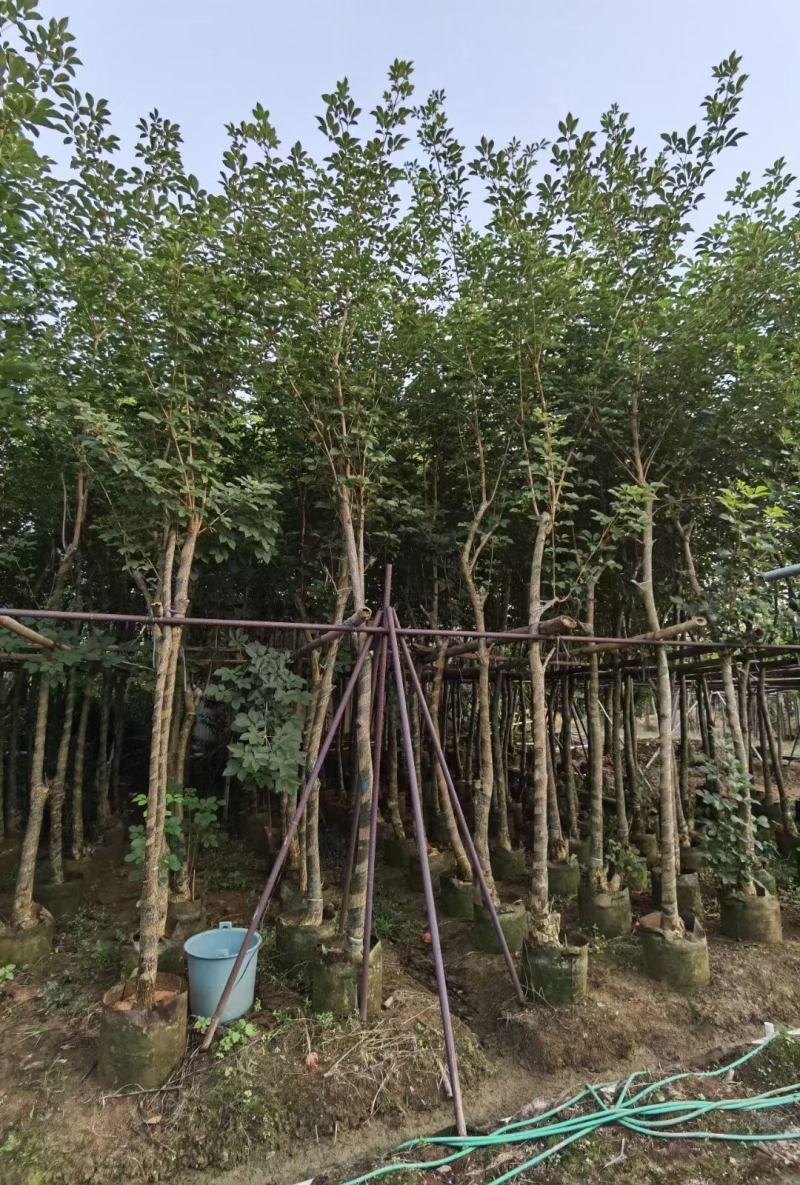 少花黄花风铃木，大量出售
