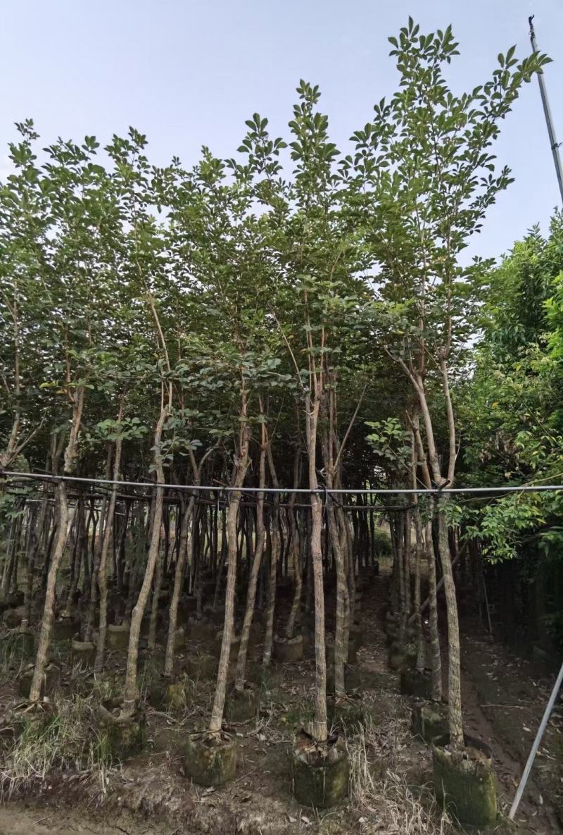 少花黄花风铃木，大量出售