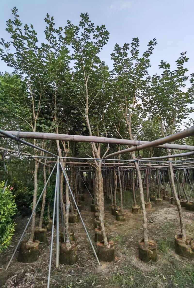 少花黄花风铃木，大量出售