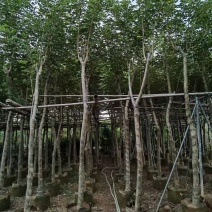 少花黄花风铃木，大量出售