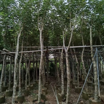 少花黄花风铃木，大量出售