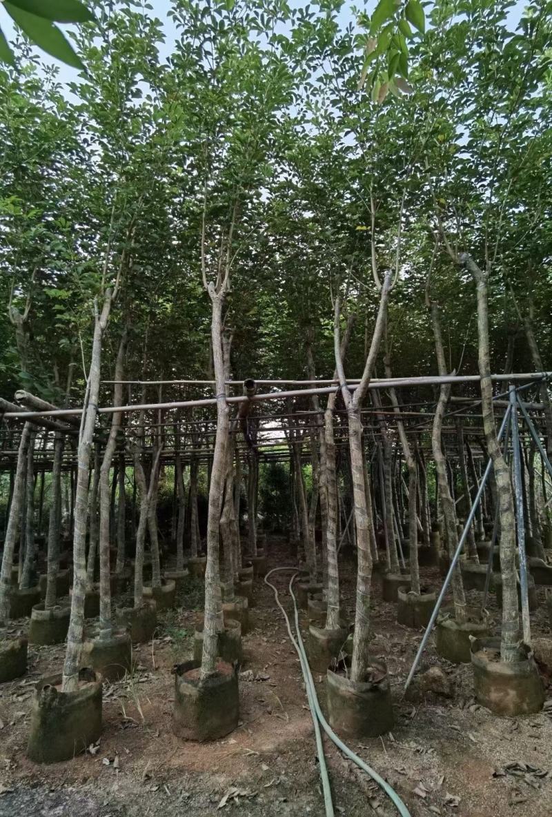 少花黄花风铃木，大量出售