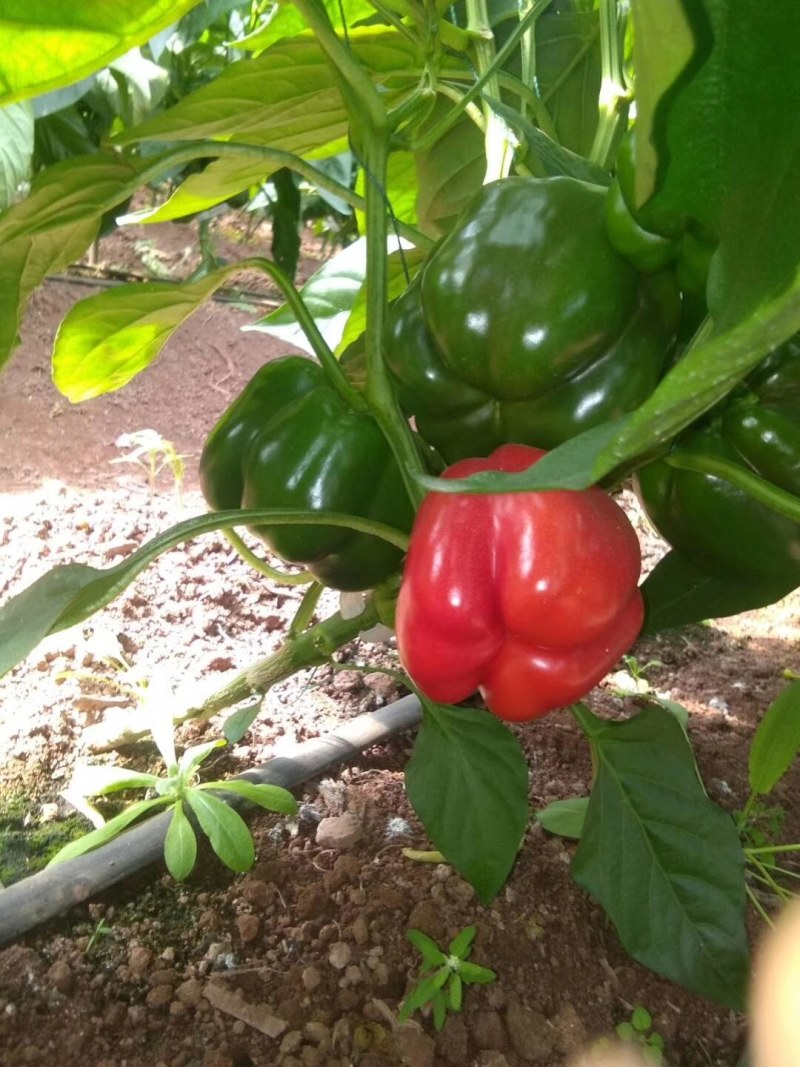 需要各种新鲜辣椒联系
