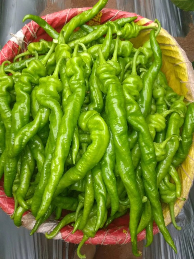 需要各种新鲜辣椒联系