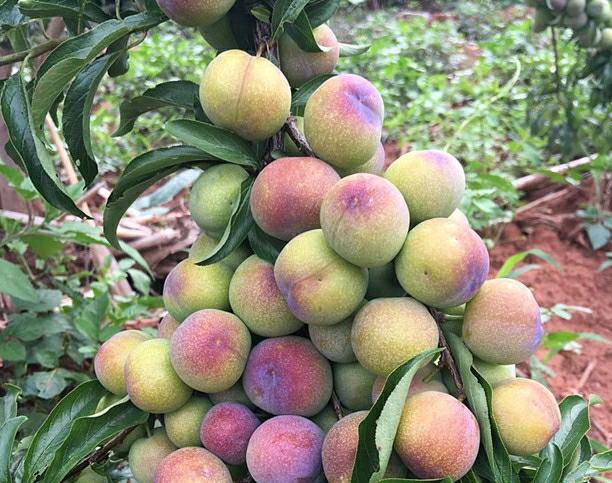 李子果实膨大效果对比图