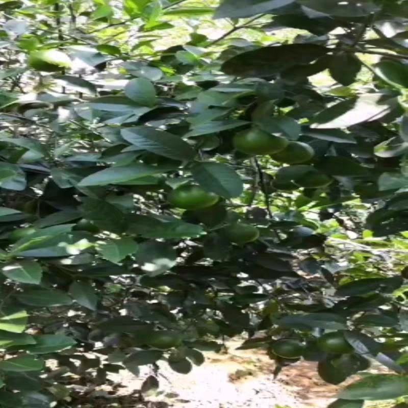 柠檬树苗嫁接苗本地土柠檬苗牛脚子苗