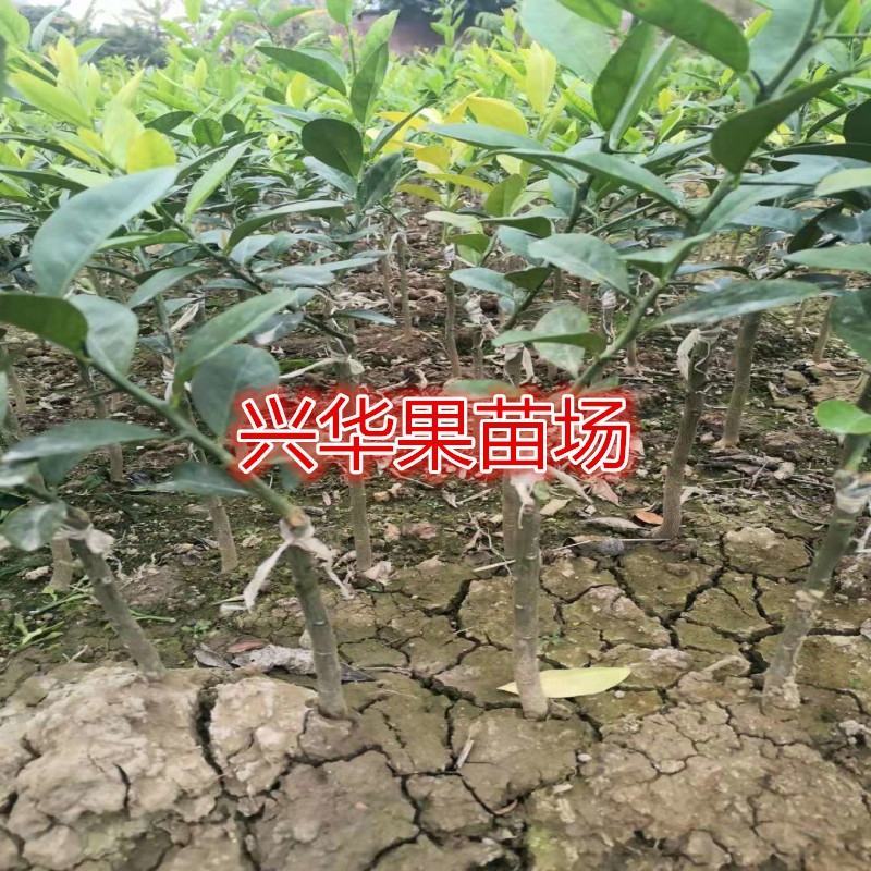 柠檬树苗嫁接苗本地土柠檬苗牛脚子苗
