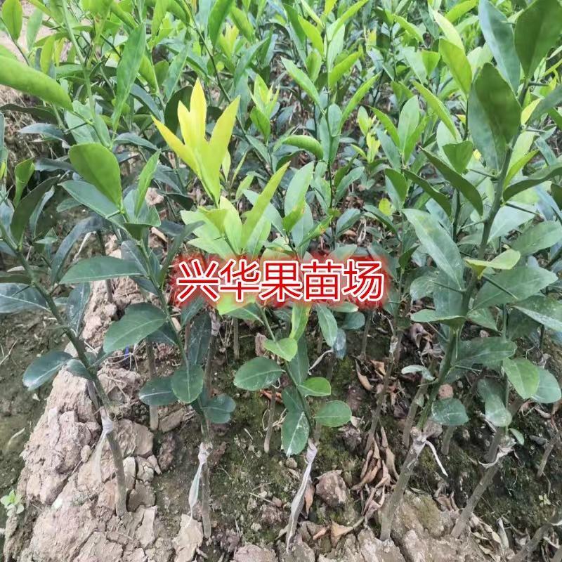柠檬树苗嫁接苗本地土柠檬苗牛脚子苗