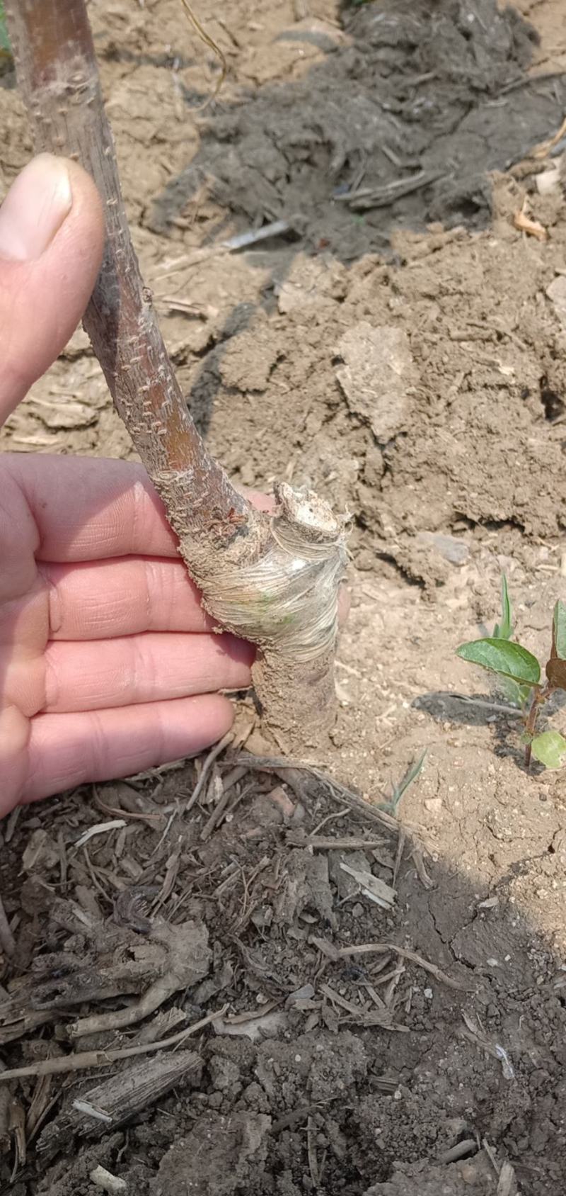 大樱桃苗适应南方种植樱桃苗红妃，瑞德樱桃苗当年结果樱桃苗