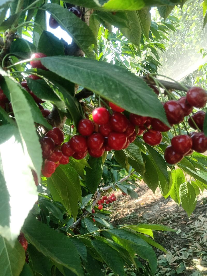 大樱桃苗适应南方种植樱桃苗红妃，瑞德樱桃苗当年结果樱桃苗