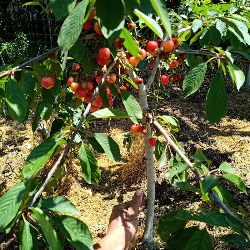 大樱桃苗适应南方种植樱桃苗红妃，瑞德樱桃苗当年结果樱桃苗