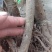 大樱桃苗适应南方种植樱桃苗红妃，瑞德樱桃苗当年结果樱桃苗
