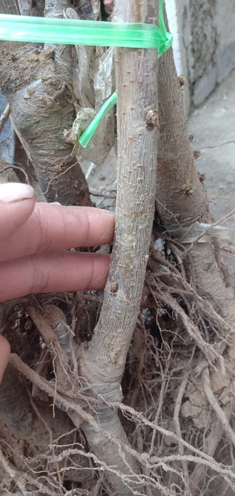 大樱桃苗适应南方种植樱桃苗红妃，瑞德樱桃苗当年结果樱桃苗