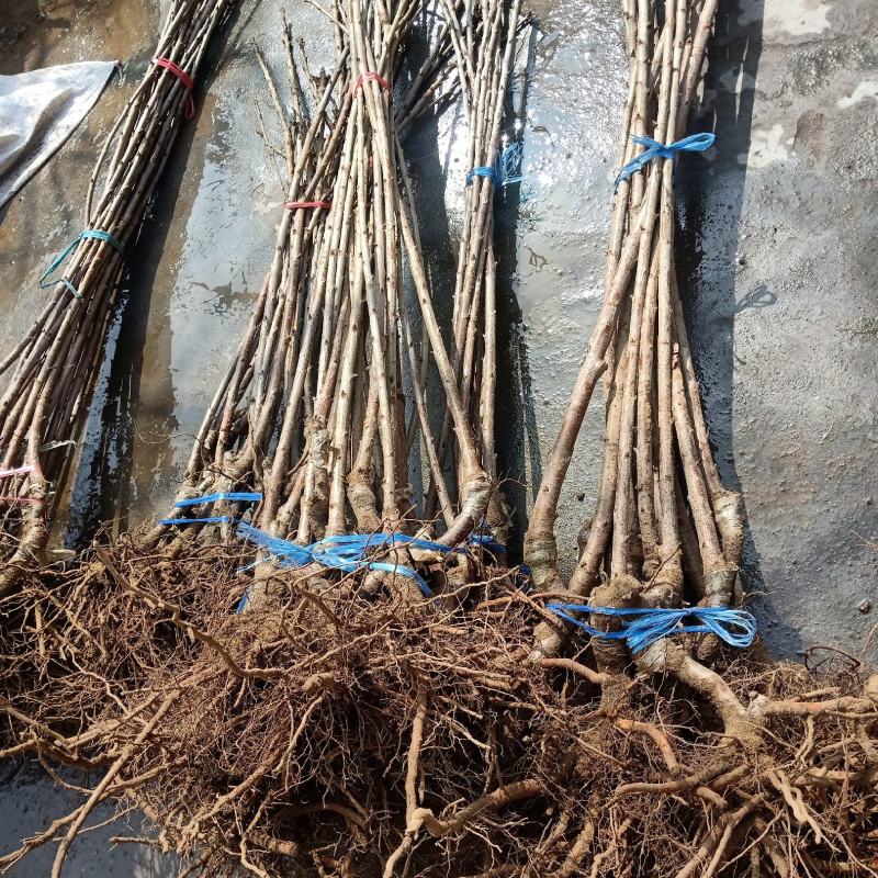 大樱桃苗适应南方种植樱桃苗红妃，瑞德樱桃苗当年结果樱桃苗