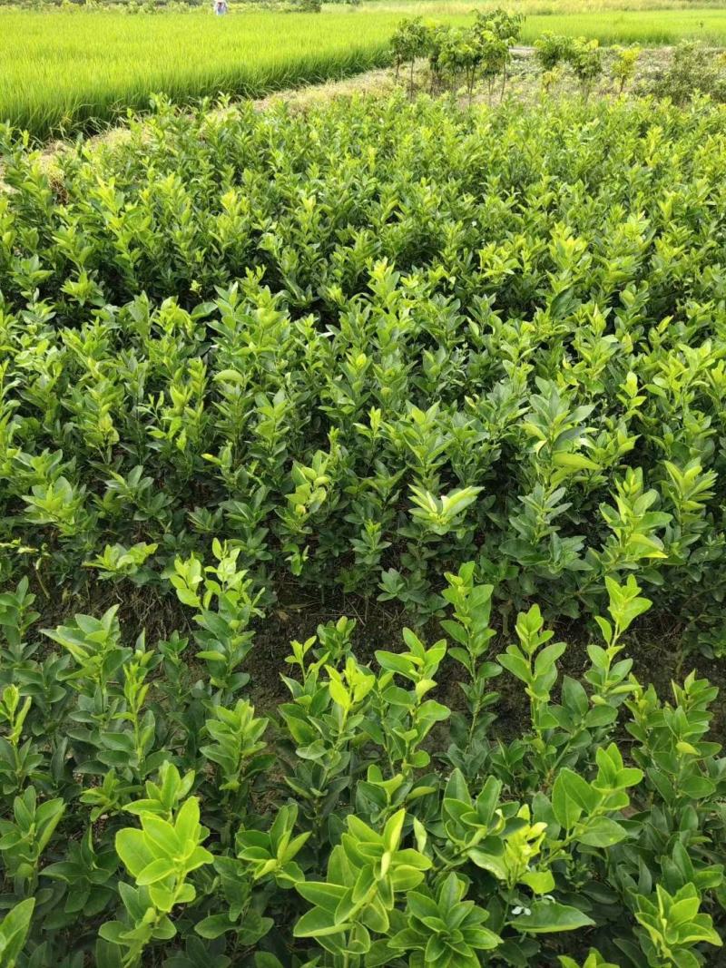 柠檬苗嫁接苗无仔青柠檬苗