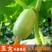 四季播种水果黄瓜节节瓜高产小黄瓜地载阳台盆栽菜籽蔬菜种子