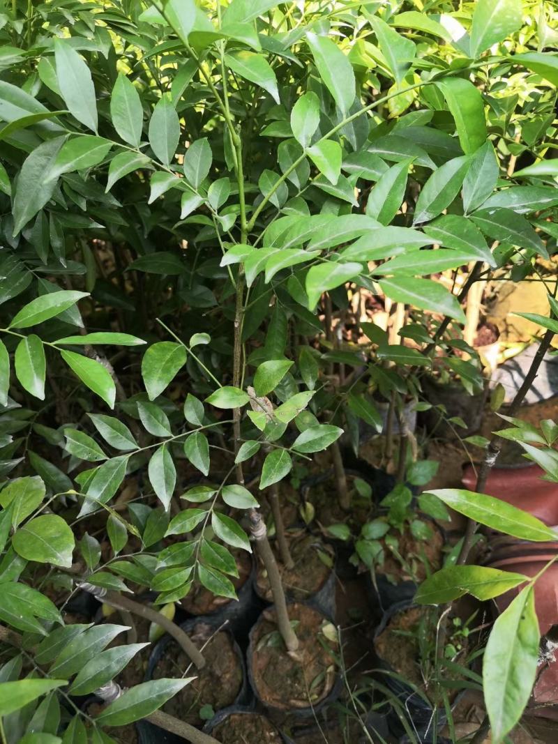 嫁接山黄皮果苗鸡皮果树苗